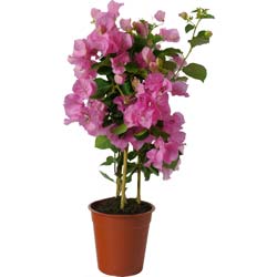 Bougainvillea, Pink